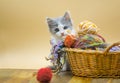 Kitten with colorful wool yarn balls Royalty Free Stock Photo