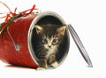 Kitten coming out from an opened can. Conceptual image shot Royalty Free Stock Photo