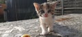 A kitten coming to us Royalty Free Stock Photo