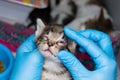 Kitten with conjunctivitis holded in the hands of a veterinarian