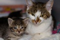 Kitten with conjunctivitis and his mother on the blurred background