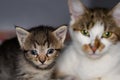 Kitten with conjunctivitis and his mother on the blurred background