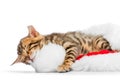 Kitten conveniently arranged for sleeping in a cap Royalty Free Stock Photo