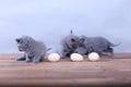 Kitten counting eggs