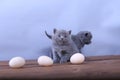 Kitten counting eggs