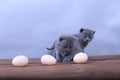 Kitten counting eggs