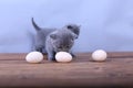 Kitten counting eggs