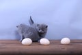 Kitten counting eggs