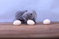 Kitten counting eggs