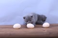 Kitten counting eggs