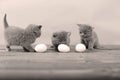 Kitten counting eggs