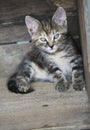 Kitten in a Crate