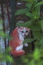 a kitten, cream and white, sitting under a tree Royalty Free Stock Photo