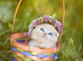 Kitten crowned with a chaplet of clover Royalty Free Stock Photo