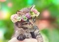 Kitten crowned with a chaplet of clover