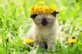 Kitten crowned chaplet from the dandelion Royalty Free Stock Photo