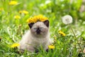 Kitten crowned chaplet from the dandelion Royalty Free Stock Photo