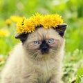 Kitten crowned chaplet from the dandelion Royalty Free Stock Photo