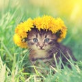 Kitten crowned flowers chaplet Royalty Free Stock Photo