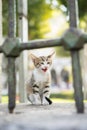 Kitten Royalty Free Stock Photo