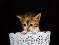 Kitten crying to get out of white basket Royalty Free Stock Photo