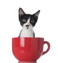 Kitten in a cup Royalty Free Stock Photo