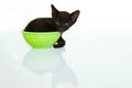 Kitten in cup