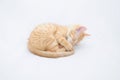 Kitten curled Royalty Free Stock Photo