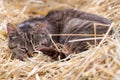 Barn Kitten Sleeping On Straw