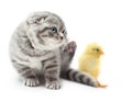 Kitten and cute little chicken