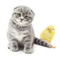 Kitten and cute little chicken