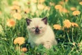 Kitten on the dandelion lawn Royalty Free Stock Photo