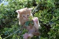 Kitten dangling from branch