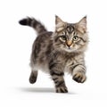 Professional 8k Uhd Photo Of A Striped Kitten In Motion On White Background