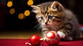 A kitten, delightedly considering a Christmas ball Royalty Free Stock Photo