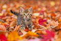 Kitten Delights In Playful Adventure Within A Colorful Autumn Wonderland Royalty Free Stock Photo