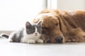 A kitten and dog snuggle together