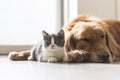 A kitten and dog snuggle together