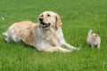 Dog and kitten Royalty Free Stock Photo