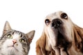 Kitten and dog on white background Royalty Free Stock Photo