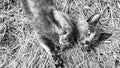 A kitten on dry grass, black and white photo Royalty Free Stock Photo