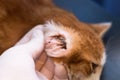 Kitten with ear mites Royalty Free Stock Photo