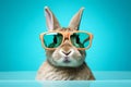 Kitten easter animals sunglass fur rabbit pet cute portrait one bunny egg blue mammal