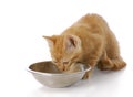 Kitten eating Royalty Free Stock Photo