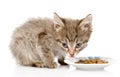 Kitten eating cat food. isolated on white background Royalty Free Stock Photo