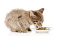 Kitten eating cat food. on white background Royalty Free Stock Photo