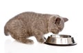 Kitten eating cat food. on white background Royalty Free Stock Photo