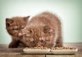 Kitten eating cats food