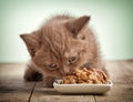 Kitten eating cats food Royalty Free Stock Photo