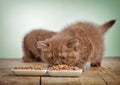 Kitten eating cats food Royalty Free Stock Photo